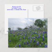 Carte Postale Colline de Bluebonnet (Devant / Derrière)