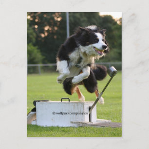 Carte Postale collision frontalière à flyball