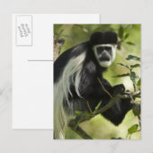 Carte Postale Colobe noir et blanc (Devant / Derrière)
