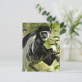Carte Postale Colobe noir et blanc (Debout devant)
