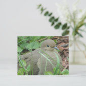 Carte Postale colombe (Debout devant)