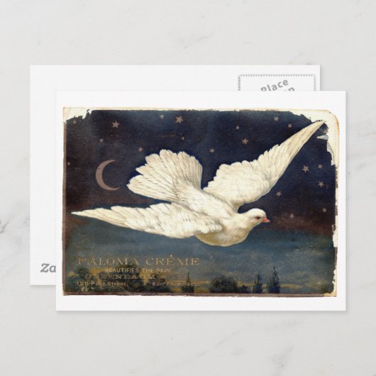 Carte Postale colombe blanche (Devant / Derrière)