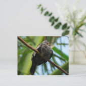 Carte Postale colombe de terrain (Debout devant)