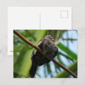 Carte Postale colombe de terrain (Devant / Derrière)