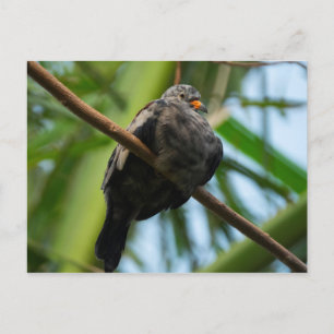 Carte Postale colombe de terrain