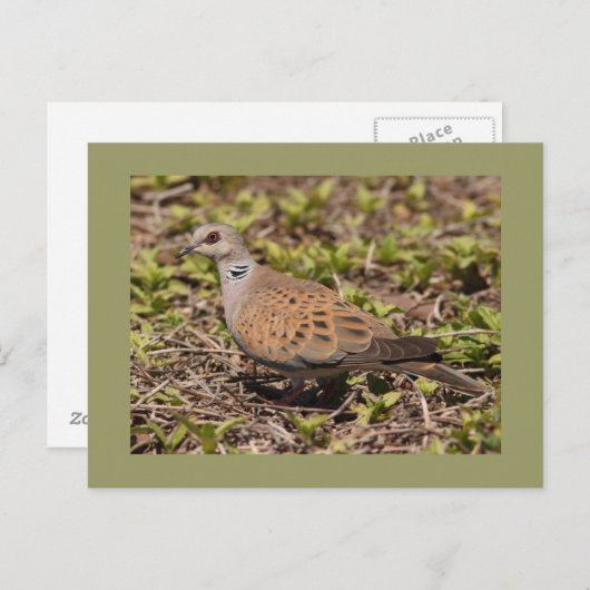 Carte Postale Colombe de tortue (Devant / Derrière)