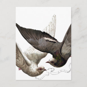 Carte Postale colombes vintages