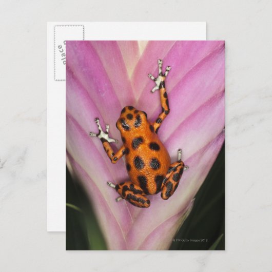 Carte Postale Colon Isle Dart Frog, Oophaga pumilio (Devant / Derrière)