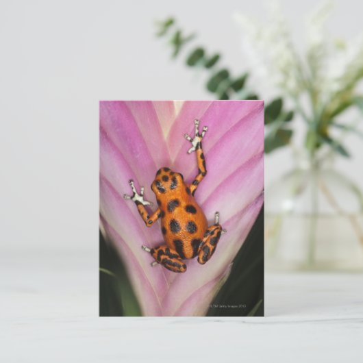 Carte Postale Colon Isle Dart Frog, Oophaga pumilio (Debout devant)