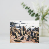 Carte Postale Colonie Brown du phoque à fourrure en Namibie (Debout devant)