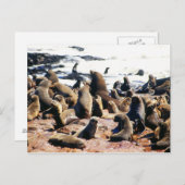 Carte Postale Colonie Brown du phoque à fourrure en Namibie (Devant / Derrière)