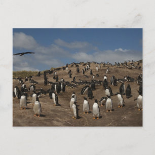 Carte Postale Colonie de manchots papous (Pygoscelis papua) sur