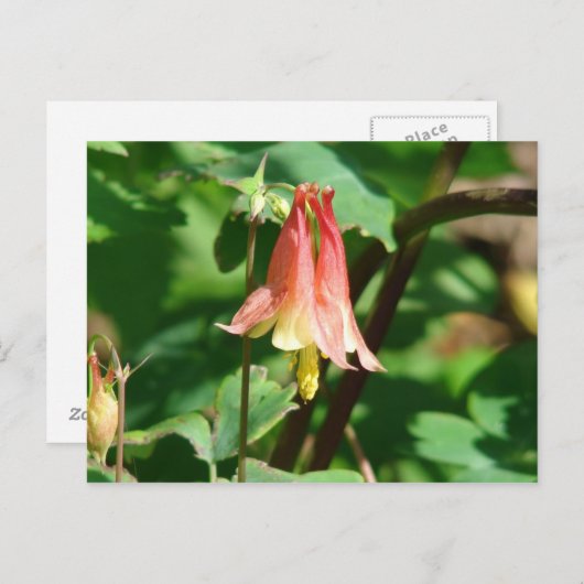 Carte Postale Colonne (Devant / Derrière)