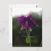 Carte postale Colonne violet (Devant / Derrière)