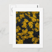 Carte Postale " Color Me Yellow " (Devant / Derrière)