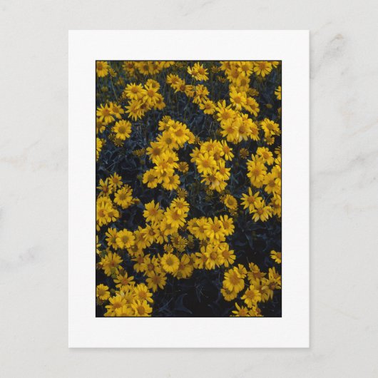 Carte Postale " Color Me Yellow " (Devant)