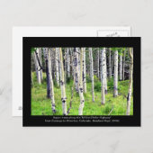 Carte Postale Colorado Aspen Trees (Devant / Derrière)