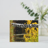 Carte Postale Colorado Aspens (Debout devant)