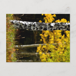 Carte Postale Colorado Aspens