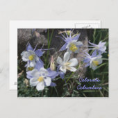 Carte Postale Colorado Columbine (Devant / Derrière)