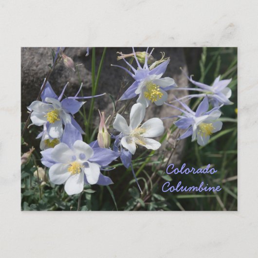 Carte Postale Colorado Columbine (Devant)