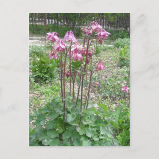 Carte postale Colorado Columbine