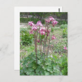 Carte postale Colorado Columbine (Devant / Derrière)