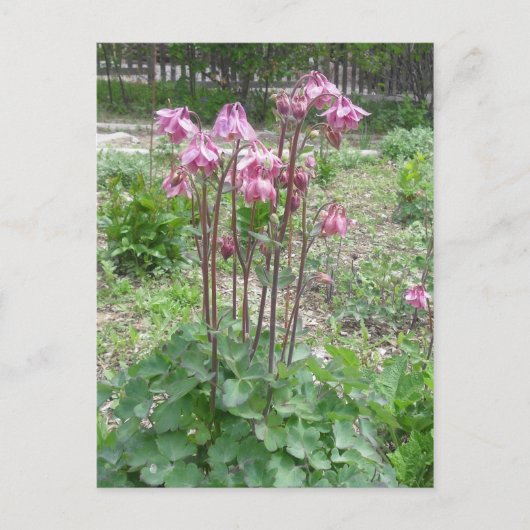 Carte postale Colorado Columbine (Devant)