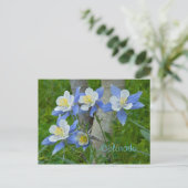 Carte Postale Colorado columbine (Debout devant)