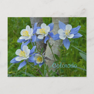 Carte Postale Colorado columbine