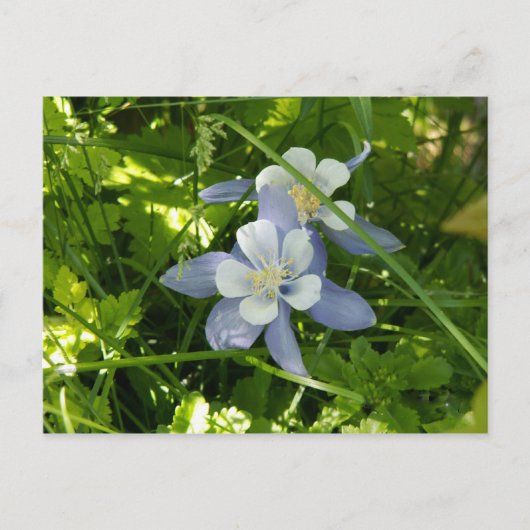 Carte Postale Colorado Columbine (Devant)