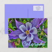Carte postale Colorado columbine (Devant / Derrière)