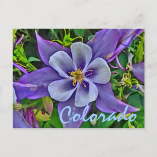 Carte postale Colorado columbine