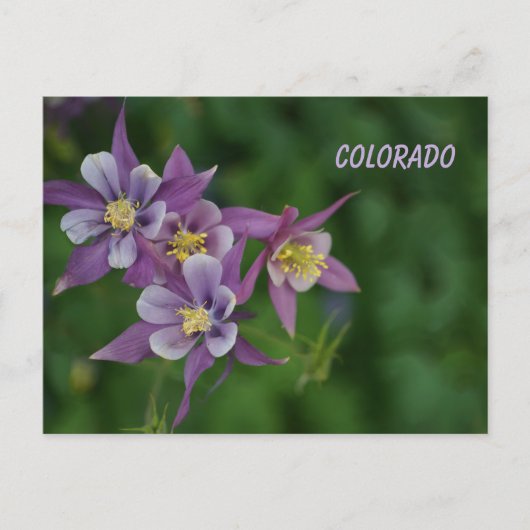 Carte Postale Colorado Columbine Bleue (Devant)