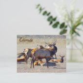 Carte Postale Colorado Elk (Debout devant)