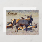 Carte Postale Colorado Elk (Devant / Derrière)