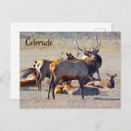 Carte Postale Colorado Elk (Devant / Derrière)