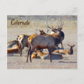 Carte Postale Colorado Elk (Devant)