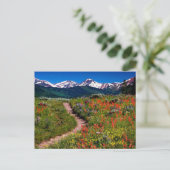 Carte Postale Colorado Fleur sauvage Meadow (Debout devant)