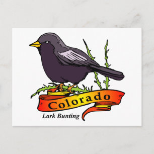 Carte Postale Colorado Lark Bunting
