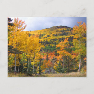 Carte Postale Colorado Montagnes Rocheuses Aspen Trees Chute Fol