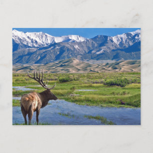 Carte Postale Colorado Montagnes Rocheuses Elk
