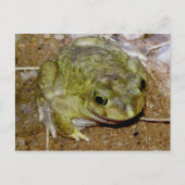 Carte Postale Colorado River Toad Bufo alvarius (Devant)