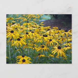 Carte Postale Coloré Yellow Black Eyed Susan Floral Photo