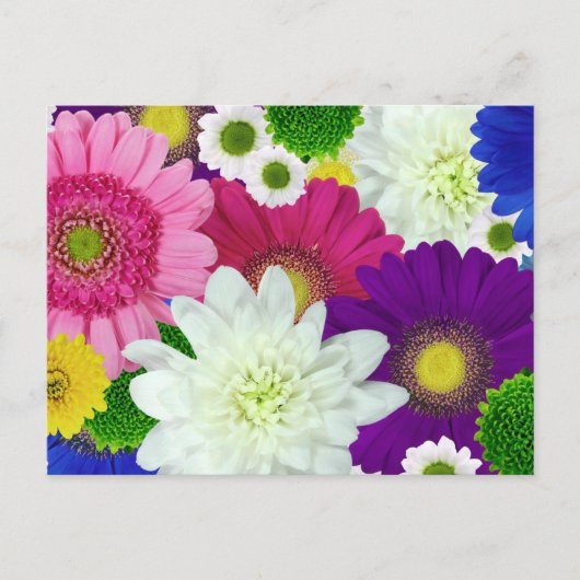 Carte postale Colorfor Daisies (Devant)