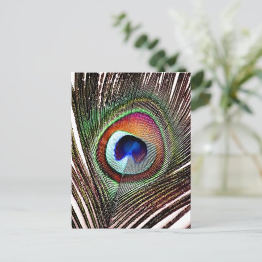 Carte Postale Colorful Copper Peacock Feather (Debout devant)