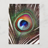Carte Postale Colorful Copper Peacock Feather (Devant)