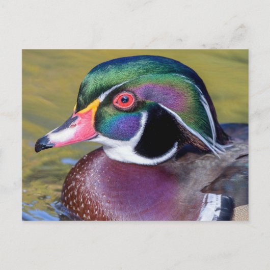Carte Postale Colorful Duck Close (Devant)