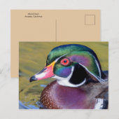 Carte Postale Colorful Duck Close (Devant / Derrière)
