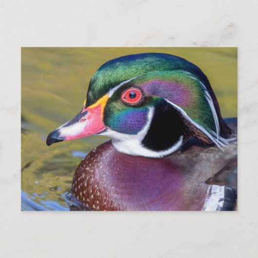 Carte Postale Colorful Duck Close (Devant)